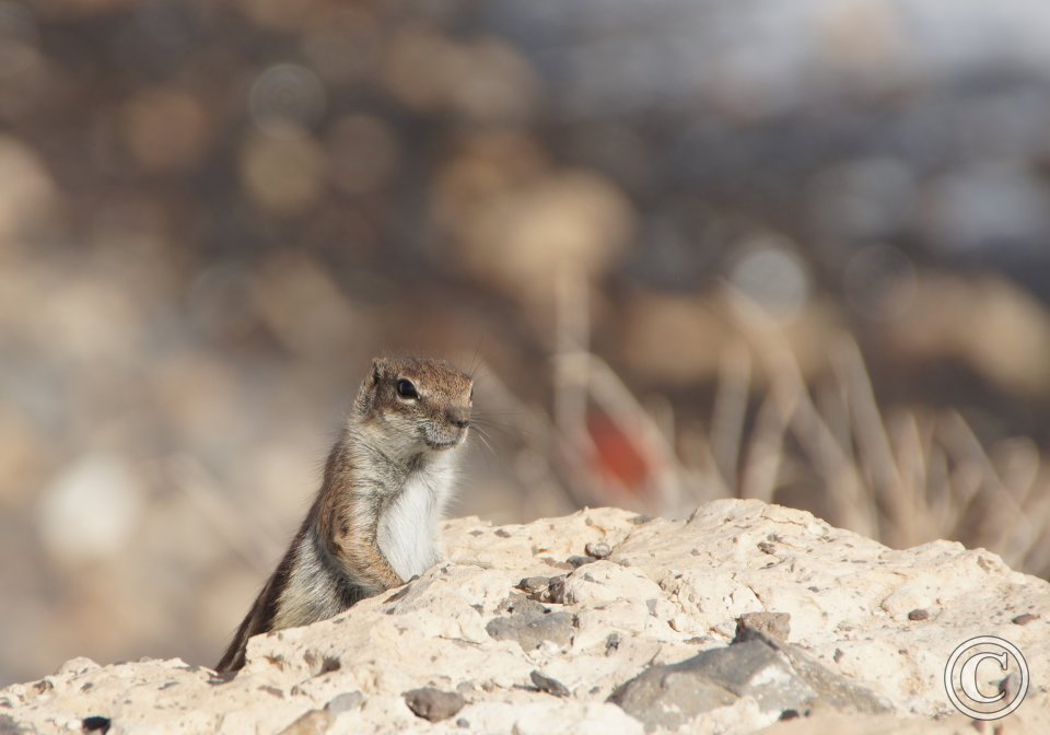 Atlashörnchen Atlashörnchen