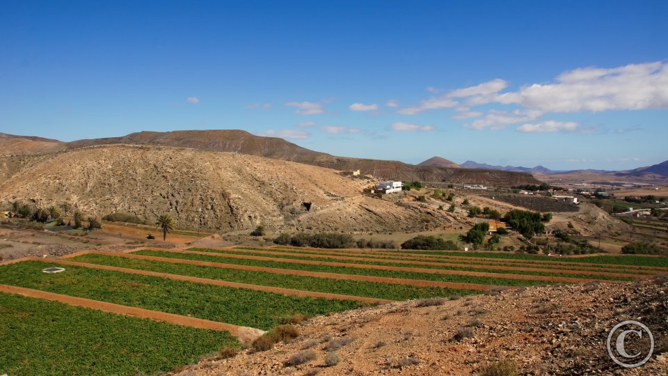 Cardón Cardón