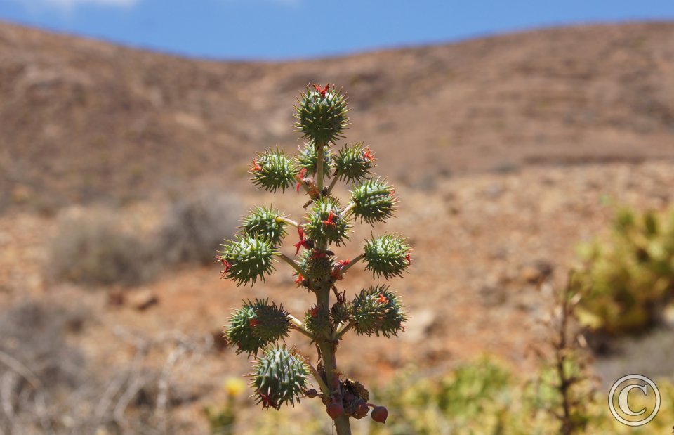 Rizinus Blüte