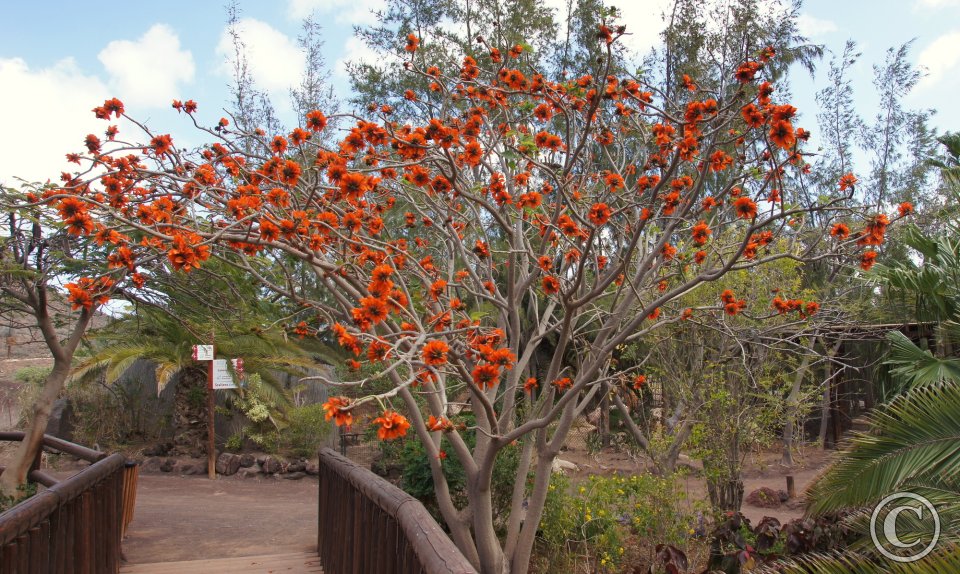 Oasis Park Oasis Park